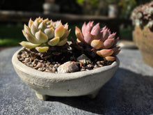 Load image into Gallery viewer, The Creative Clay Club