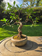 Load image into Gallery viewer, The Creative Clay Club