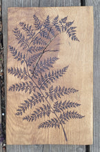 Load image into Gallery viewer, Fern on Oak
