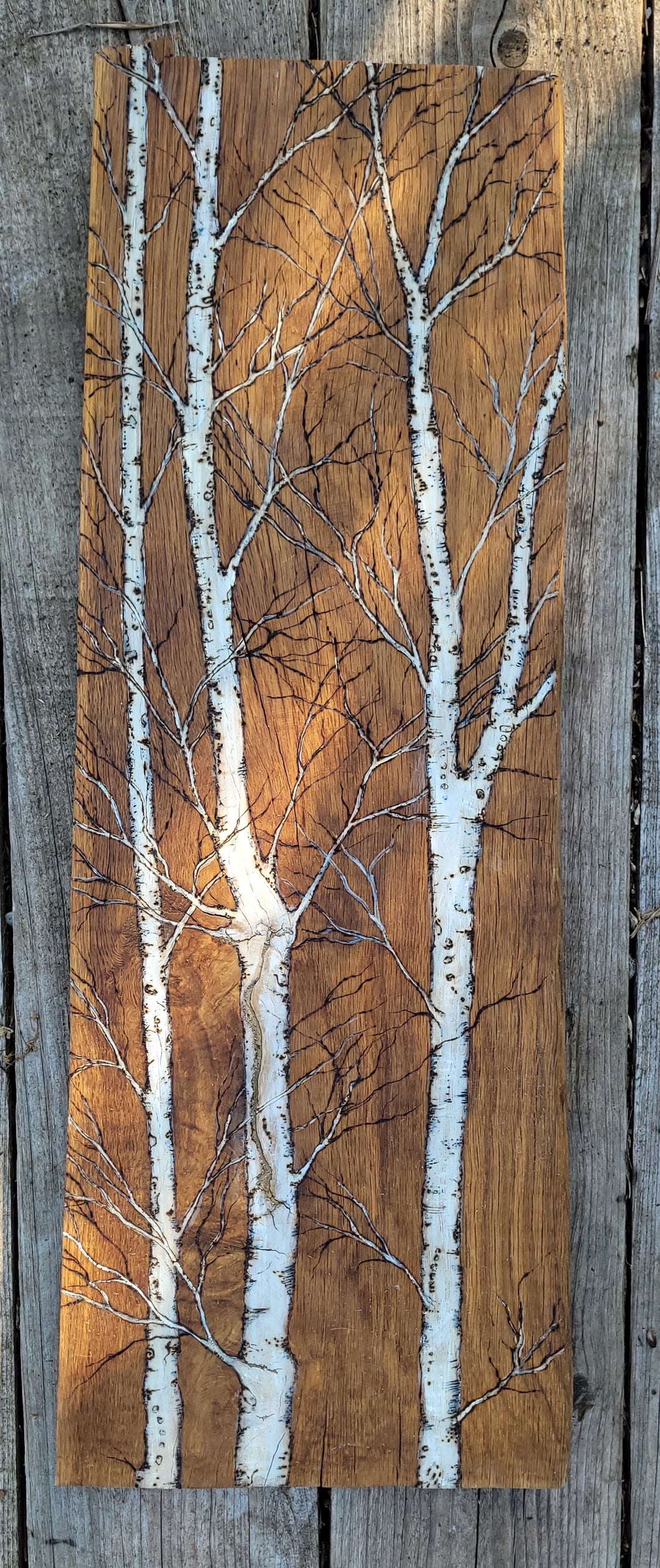 Large Birch Trees on Oak 1